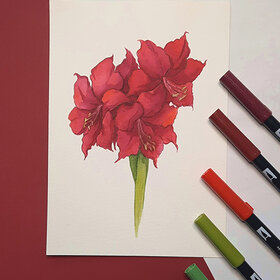 Dessiner une amaryllis